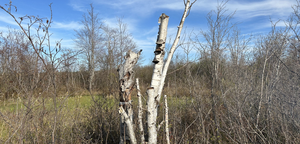 A nature shot with a blue sky with a few white clouds and an open area of green grass to the left. Trees without leaves, most scraggly, ring the area. The center of the frame has a short tree with peeling white bark; it appears shorn at the top.