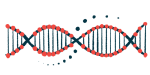 A strand of DNA is shown.